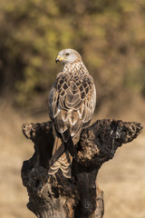 Red Kite