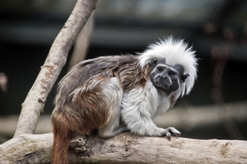 cotton top tamarin