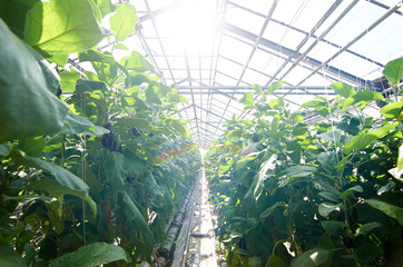 All year round tomatoes growing on plantation in greenhouse