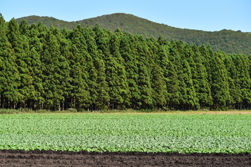 大根畑と針葉樹の森