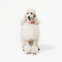 White poodle dog well grooming sitting on white background.

