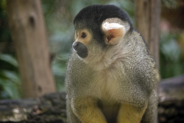 black-capped squirrel monkey