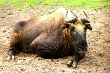 Fototapeta premium Mishmi Takin Budorcas taxicolor wild animal