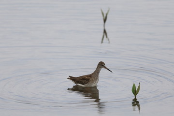 A Marsh Sandpiper, taken at Sungei Buloh wetland nature reserve in Singapore