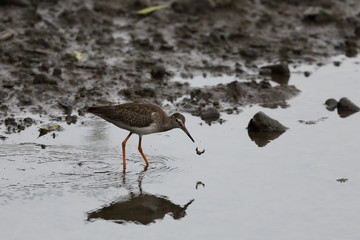 A Marsh Sandpiper, taken at Sungei Buloh wetland nature reserve in Singapore