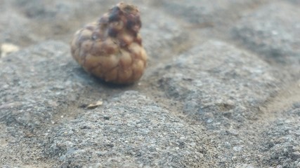 Acorn