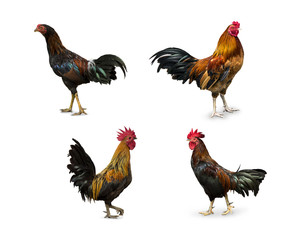 Set Backyard Chicken cock rooster isolated on white background.