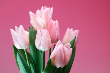 チューリップの花