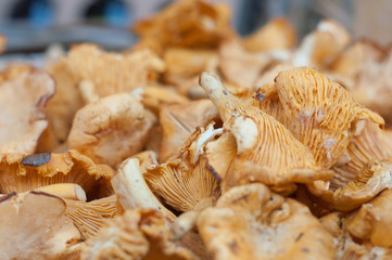 chanterelles au marché