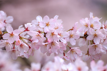 Fototapeta premium 桜の花