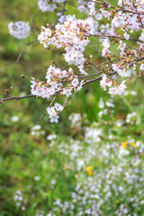 桜の花