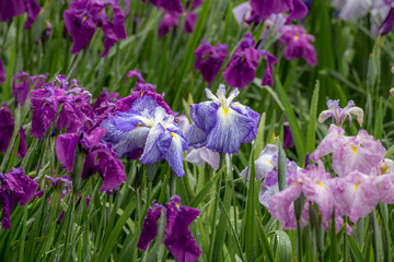 花菖蒲