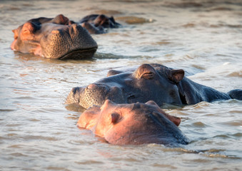 Contented pod of hippos sleeping on the water. St. Lucia, South Africa