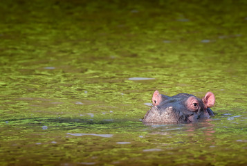 Single cute hippo calf semi-submerged in green waters. South Africa
