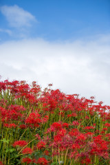 彼岸花
