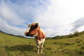 Fototapeta na wymiar curious cow looking at the camera on the grassland