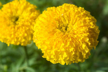 Beautiful marigold flowers in the garden.