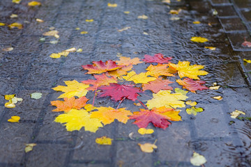 Fallen maple leaves in a puddle.