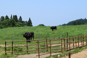 月山高原牧場 ／ 山形県鶴岡市羽黒町にある月山高原牧場は、約100haの緑のジュウタンが広がり、雄大な高原の中で牛や羊を眺められます。高原からの眺めは最高で、ひそかな観光ポイントになっています。