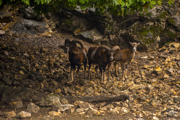 Mouflon