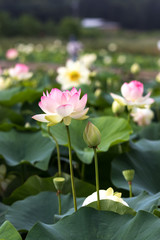蓮の花