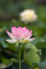 Fototapeta premium 蓮の花