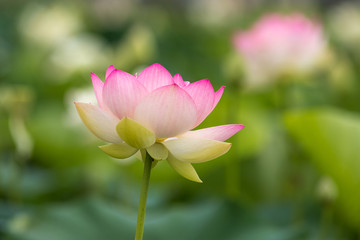 Obraz premium 蓮の花