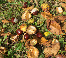 chestnuts on the ground