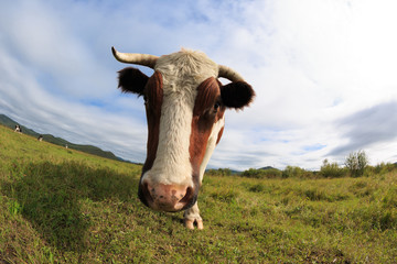 curious cow looking at the camera on the grassland