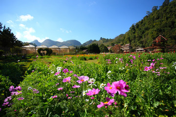 Field with cosmos flowers. Beautiful landscape, Selective focus.