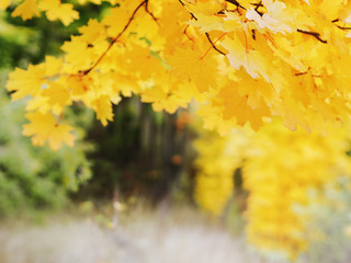 Naklejka na ściany i meble Autumn leaves and blurred forest background