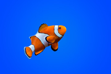 Fototapeta premium Amphiprioninae clown fish on deep blue sea color background