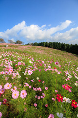 コスモス畑
