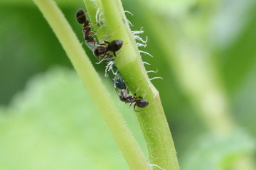 lasius niger