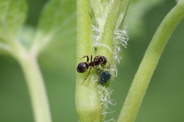lasius niger