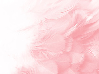 Fototapety  Coral Pink vintage color trends feather texture background 