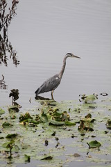 grey heron