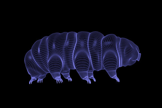 tardigrade, water bear 3d wireframe rendering on black background