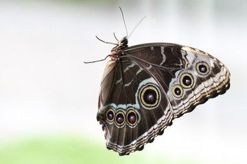 caligo memnon