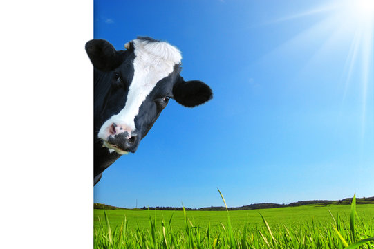 Mucca che guarda e panorama con prateria e raggi di sole