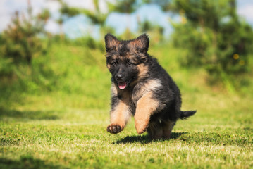German shepherd puppy playing outdoors © Rita Kochmarjova