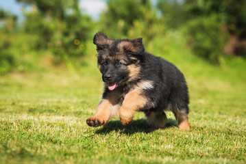 Happy german shepherd puppy running © Rita Kochmarjova