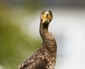 Kormoran Portrait im Regen 