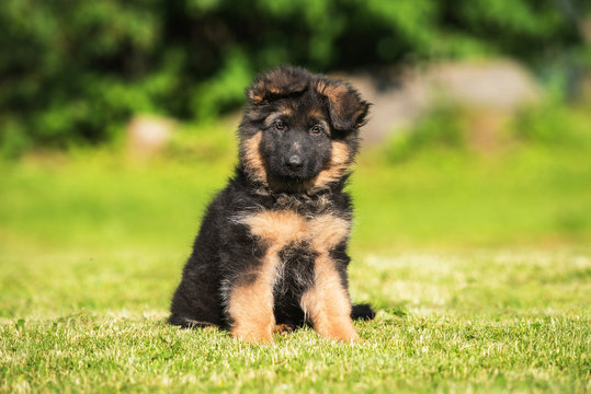 German shepherd puppy sitting on the lawn