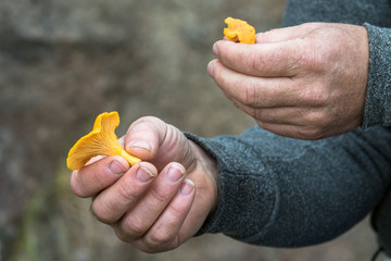forest mushrooms chanterelles in hands of a man