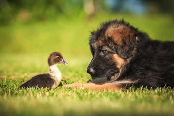 German shepherd puppy with a little duckling © Rita Kochmarjova