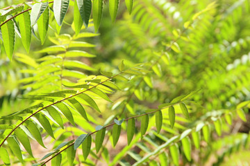 Exotic tropical background with hawaiian plants