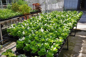 温室で育てられる観葉植物の苗