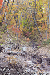 Fall in the wood