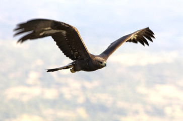 Young Aquila chrysaetos, Golden eagle